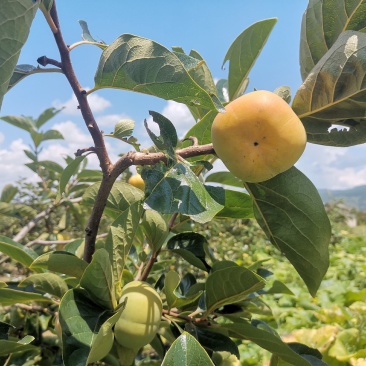 云南千亩甜柿种植基地