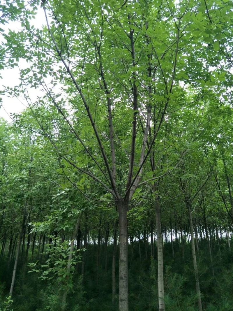 速生白蜡，苗圃直销，货源充足价格美丽，精品货源