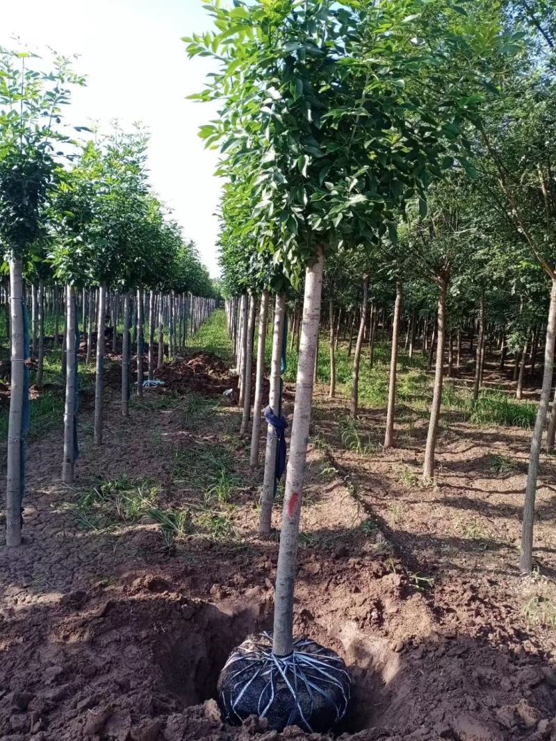 速生白蜡，苗圃直销，货源充足价格美丽，精品货源