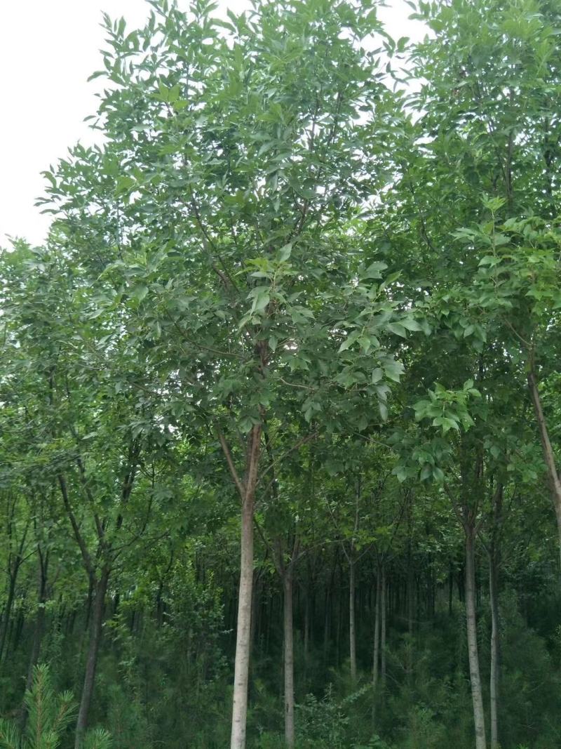 速生白蜡，苗圃直销，货源充足价格美丽，精品货源