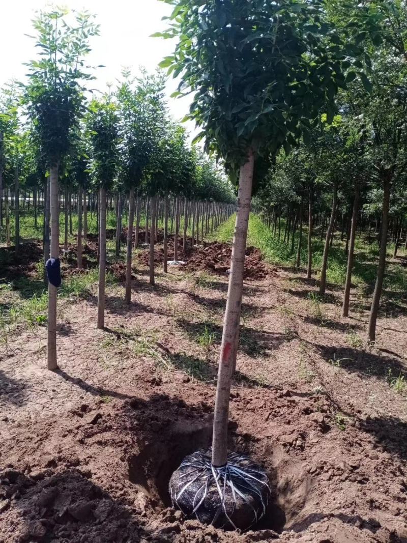 速生白蜡，苗圃直销，货源充足价格美丽，精品货源