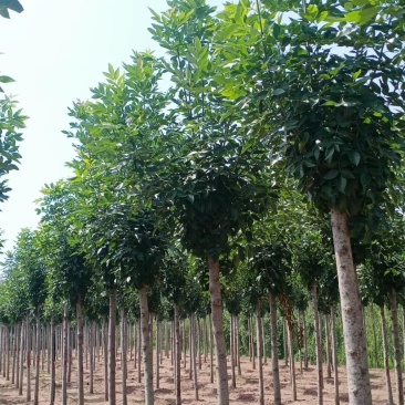 速生白蜡,苗圃直销,货源充足价格美丽,精品货源