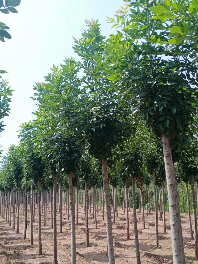 速生白蜡，苗圃直销，货源充足价格美丽，精品货源