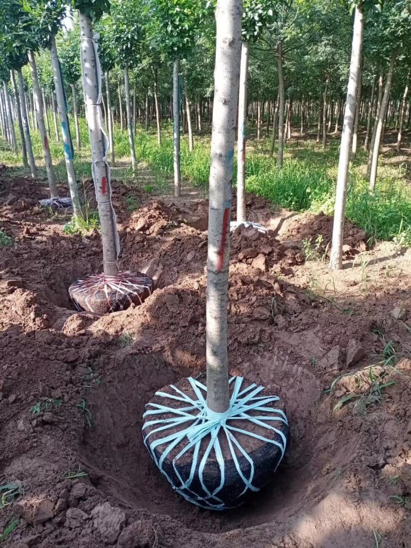速生白蜡，苗圃直销，货源充足价格美丽，精品货源