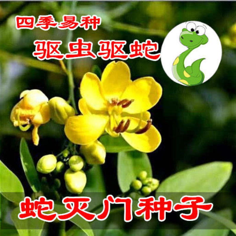 蛇灭门种子凤凰草驱虫奇花户外驱蛇草庭院盆栽四季望江南种子