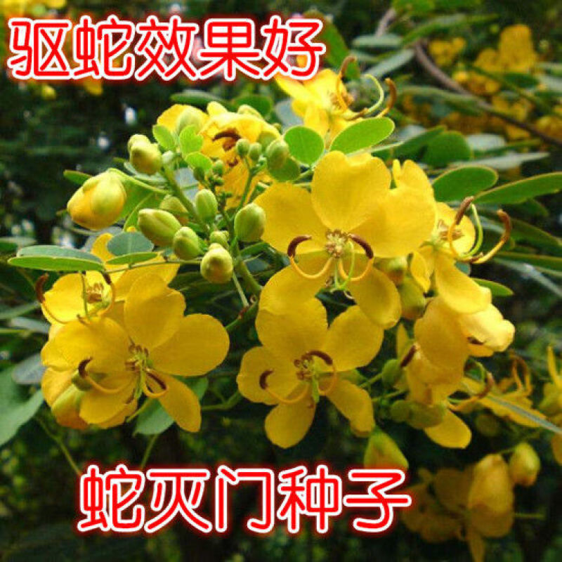 蛇灭门种子凤凰草驱虫奇花户外驱蛇草庭院盆栽四季望江南种子