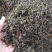 小叶苦丁茶苦丁茶新货批发各种花草茶品质保证
