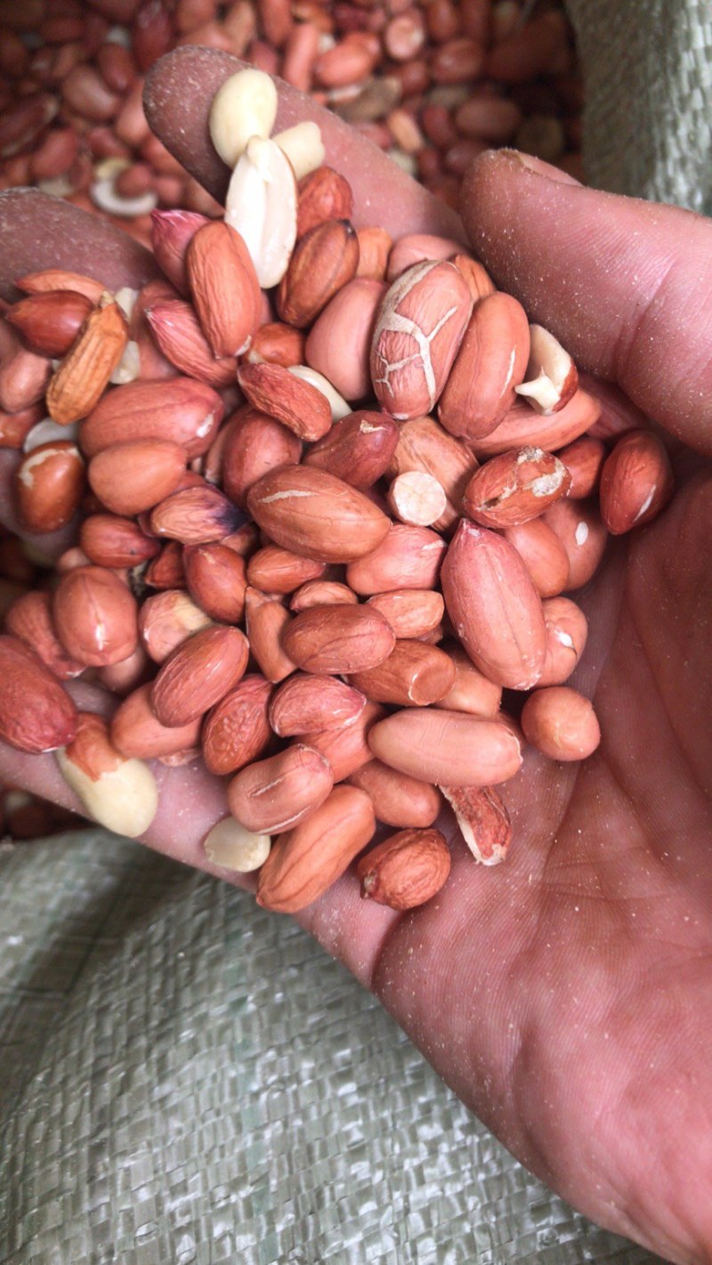 花生米，鲁花8号小白沙，产地直销，大量供货，价格便宜，质