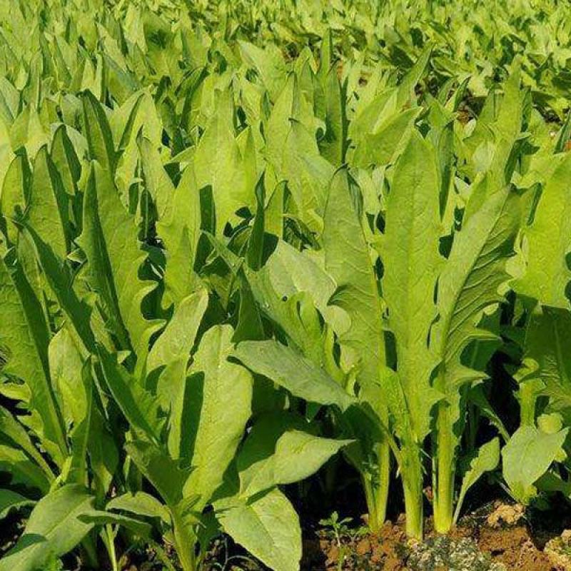 苦荬菜种子多年生四季牧草鱼鸡鸭鹅菜苦麻菜肥猪菜苦麦菜种籽