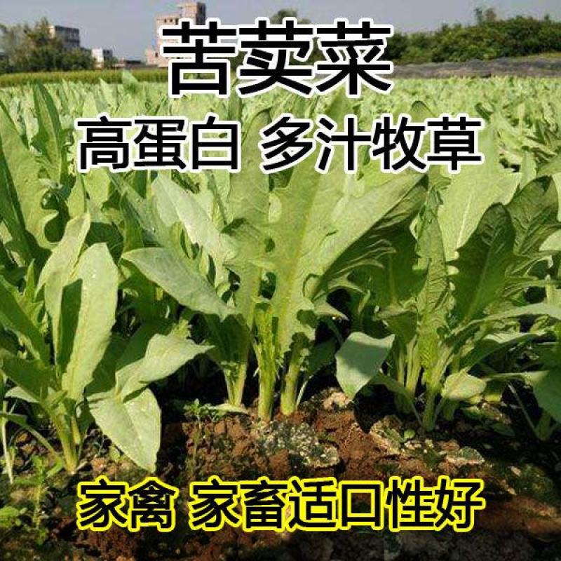 苦荬菜种子多年生四季牧草鱼鸡鸭鹅菜苦麻菜肥猪菜苦麦菜种籽