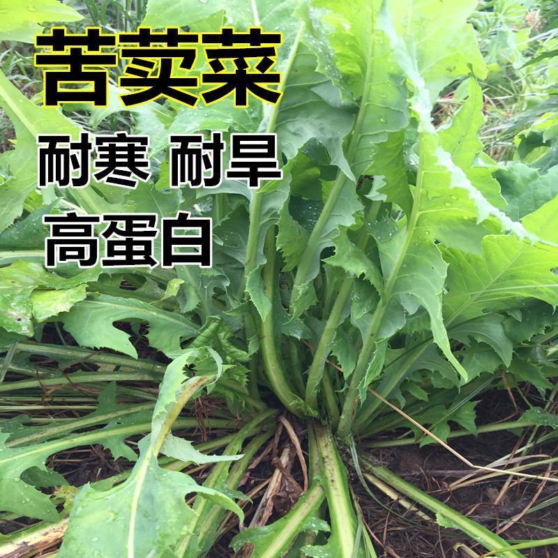 苦荬菜种子多年生四季牧草鱼鸡鸭鹅菜苦麻菜肥猪菜苦麦菜种籽