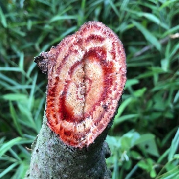 需要的来，可以大量供应，欢迎预定