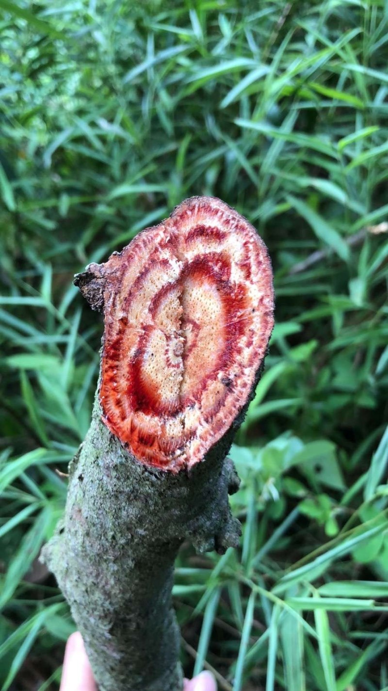 需要的来，可以大量供应，欢迎预定