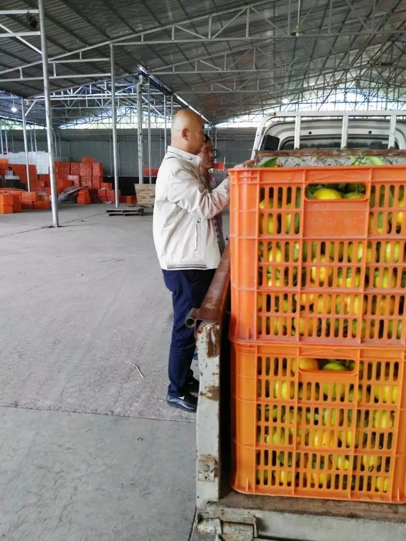 特早蜜桔湖北宜昌蜜橘蜜桔产地直发支持视频看货欢迎咨询