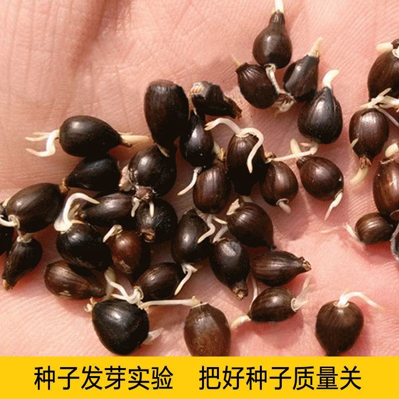 薏米种子药食两用小薏米种子草珠子薏苡仁种六谷子种籽