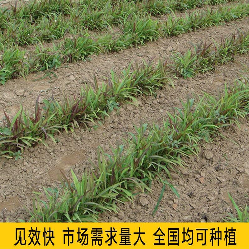 薏米种子药食两用小薏米种子草珠子薏苡仁种六谷子种籽