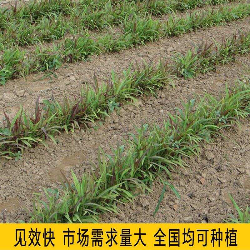 薏米种子药食两用小薏米种子草珠子薏苡仁种六谷子种籽