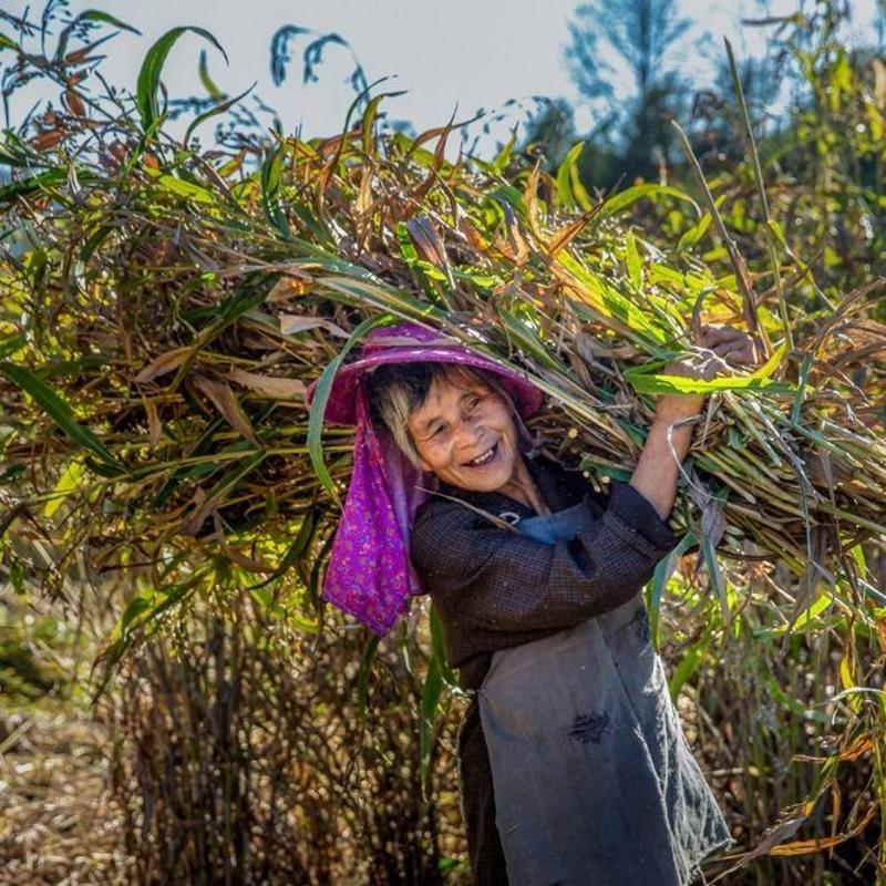 薏米种子药食两用小薏米种子草珠子薏苡仁种六谷子种籽