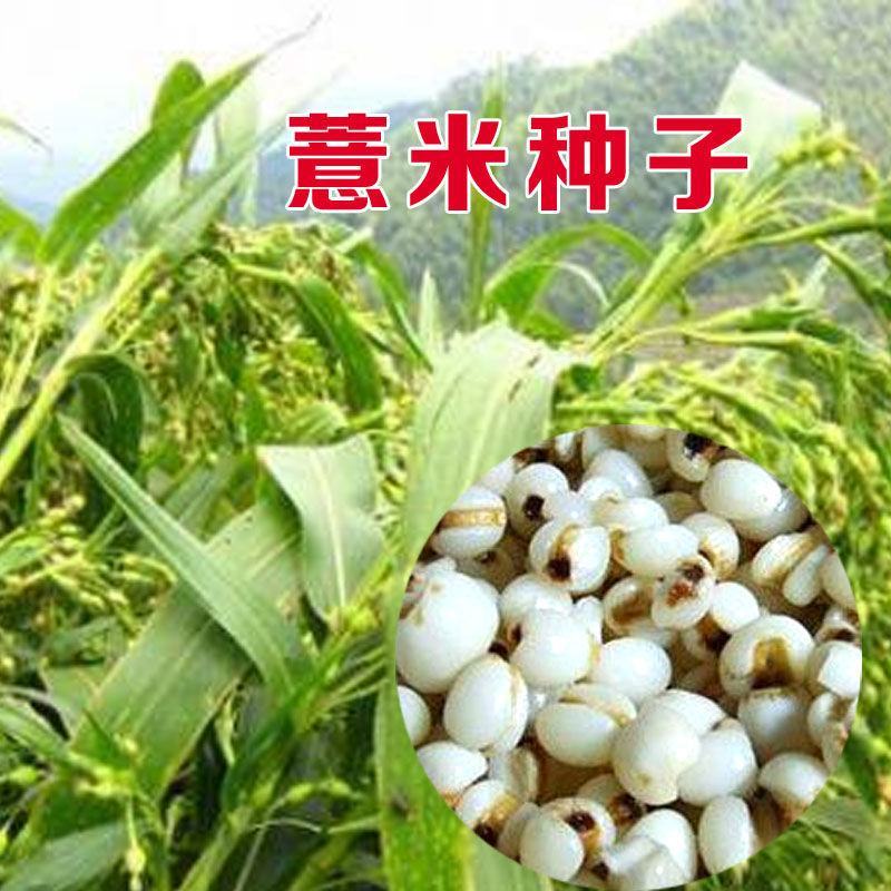 薏米种子药食两用小薏米种子草珠子薏苡仁种六谷子种籽