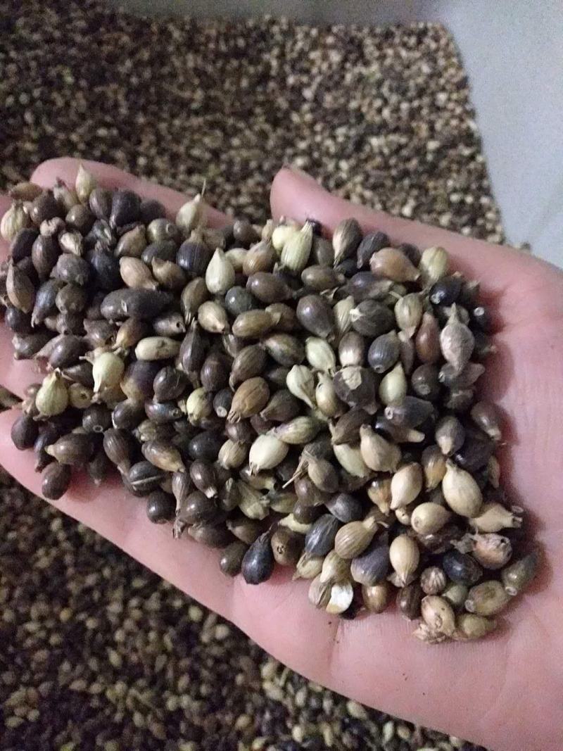 薏米种子药食两用小薏米种子草珠子薏苡仁种六谷子种籽