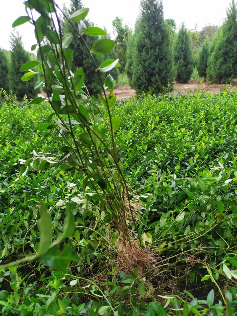供应，小叶扶芳藤50-80公分，5个枝条以上，