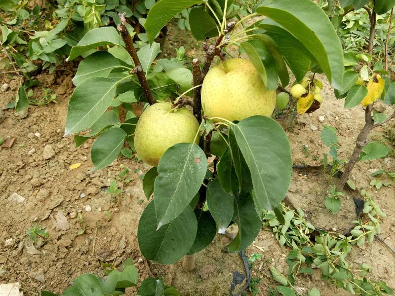 梨树苗早香酥红梨黄金梨南北方田园庭院大棚种植基地直发包邮