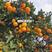 红美人柑橘苗爱媛28号柑桔苗保证品种可签合同