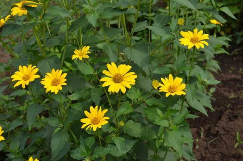 日光菊种子小黄花籽多年生宿根黄色菊花种子当年开花耐寒花种
