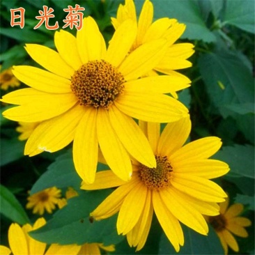 日光菊种子小黄花籽多年生宿根黄色菊花种子当年开花耐寒花种