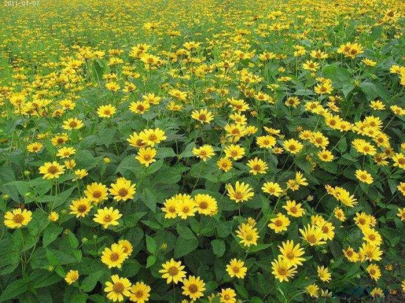 日光菊种子小黄花籽多年生宿根黄色菊花种子当年开花耐寒花种