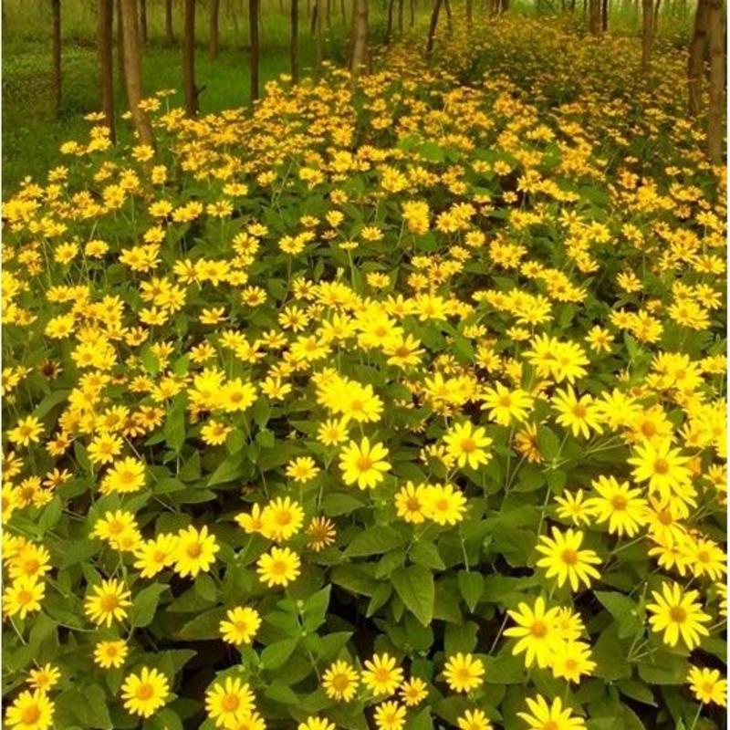 日光菊种子小黄花籽多年生宿根黄色菊花种子当年开花耐寒花种