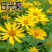 日光菊种子小黄花籽多年生宿根黄色菊花种子当年开花耐寒花种