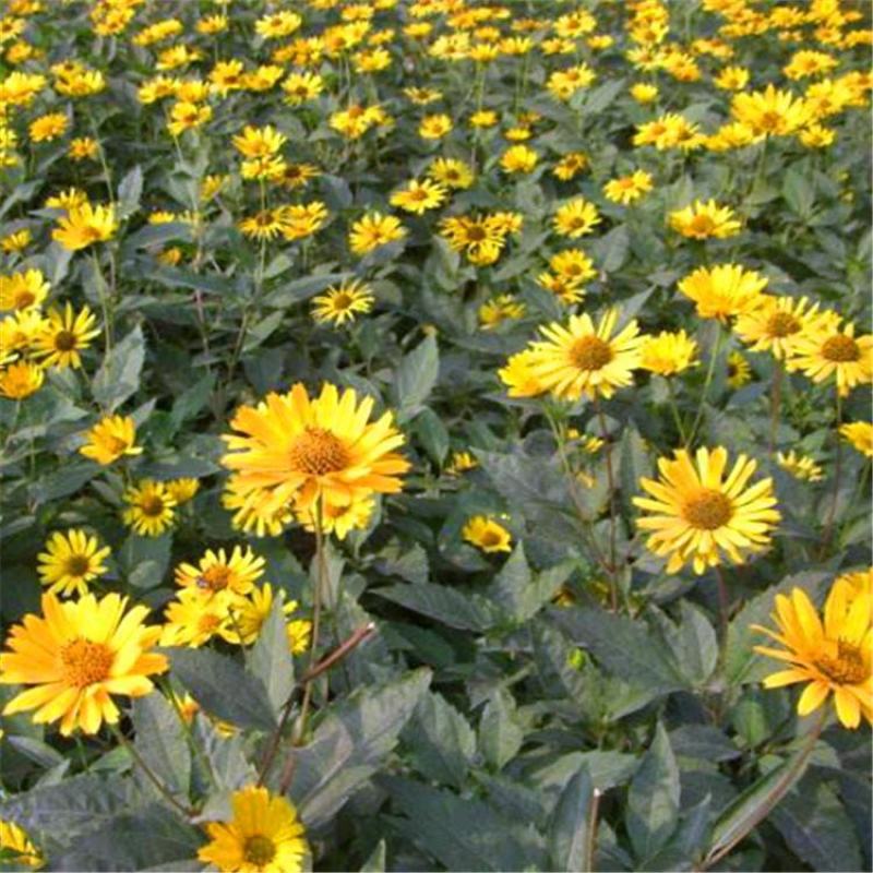 日光菊种子小黄花籽多年生宿根黄色菊花种子当年开花耐寒花种