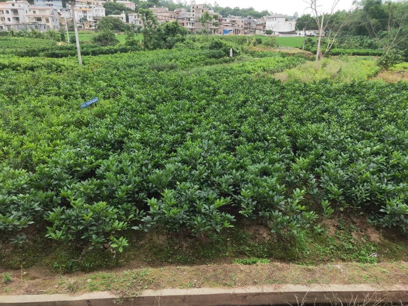 泰国红宝石柚子苗，泰国青柚苗，越南青柚苗，三红蜜柚苗，沙
