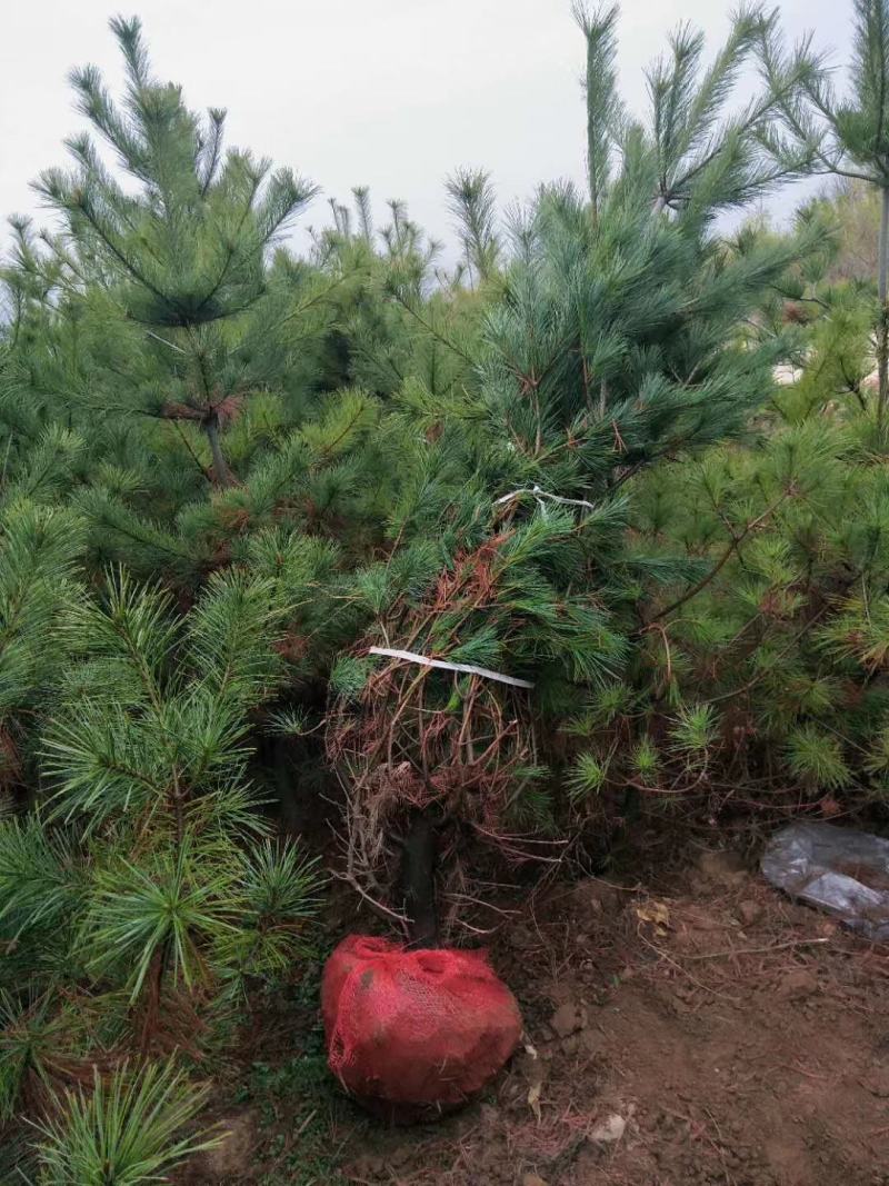 华山松，苗圃直销，货源充足，价格实惠。合种规格。
