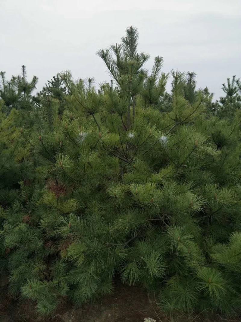 华山松，苗圃直销，货源充足，价格实惠。合种规格。
