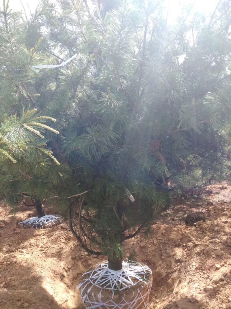 华山松，苗圃直销，货源充足，价格实惠。合种规格。