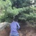华山松,苗圃直销,货源充足,价格实惠。合种规格。