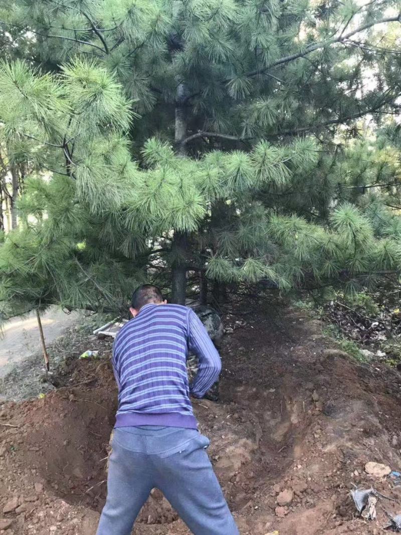 华山松，苗圃直销，货源充足，价格实惠。合种规格。