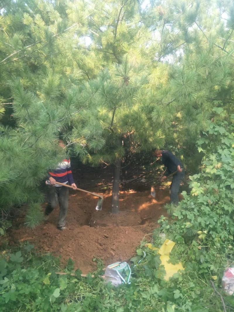 华山松，苗圃直销，货源充足，价格实惠。合种规格。