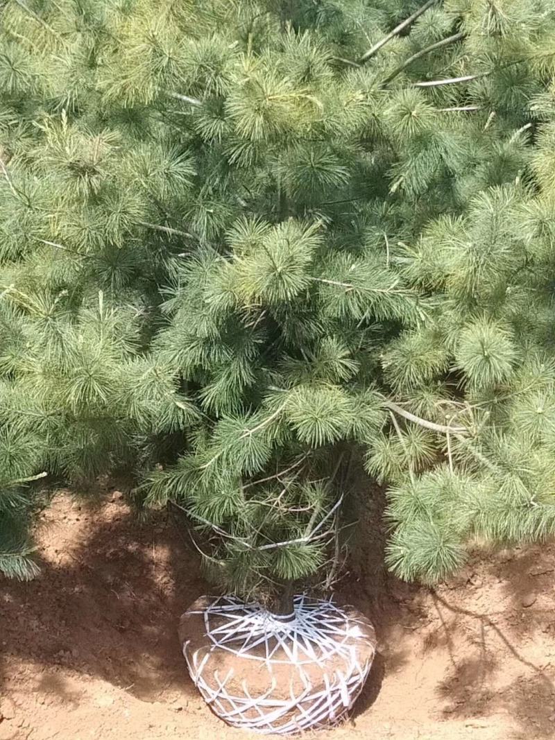 华山松，苗圃直销，货源充足，价格实惠。合种规格。