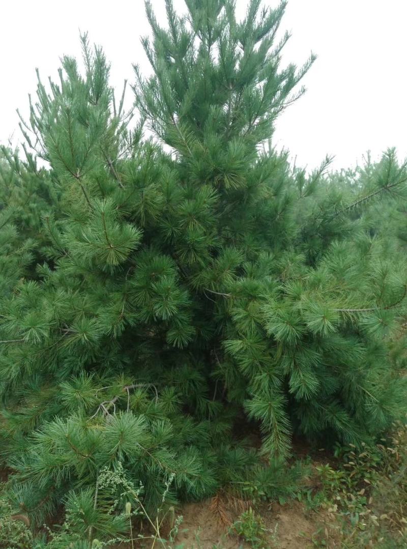 华山松，苗圃直销，货源充足，价格实惠。合种规格。