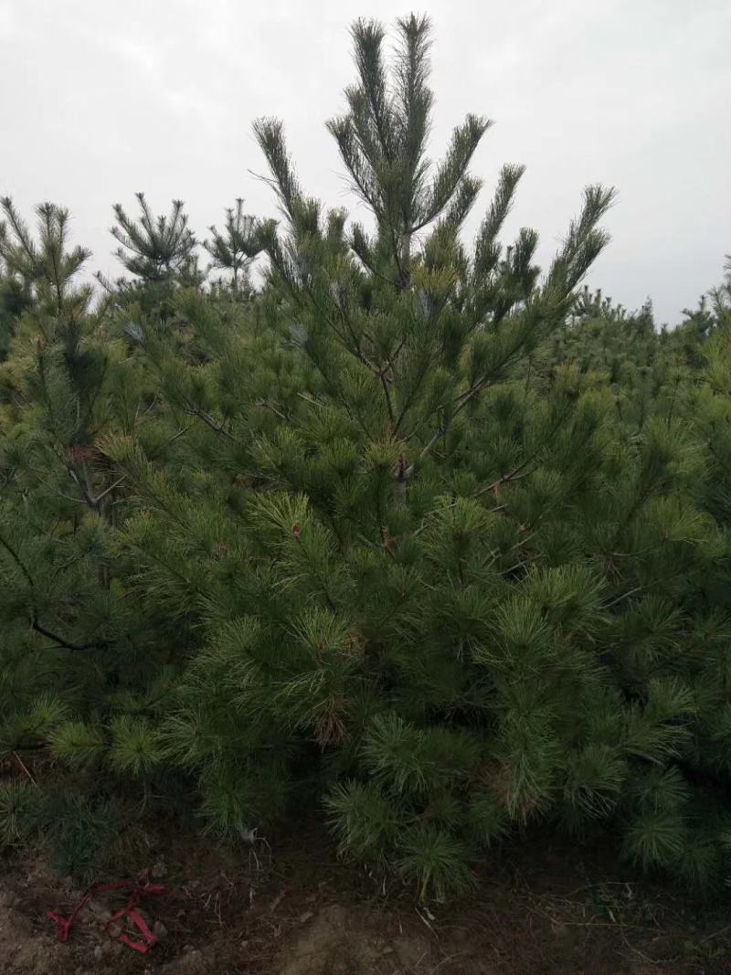 华山松，苗圃直销，货源充足，价格实惠。合种规格。