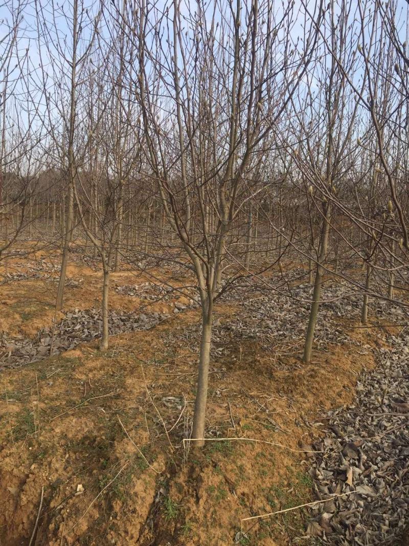紫玉兰基地规格齐全3-12公分欢迎实地看苗选购