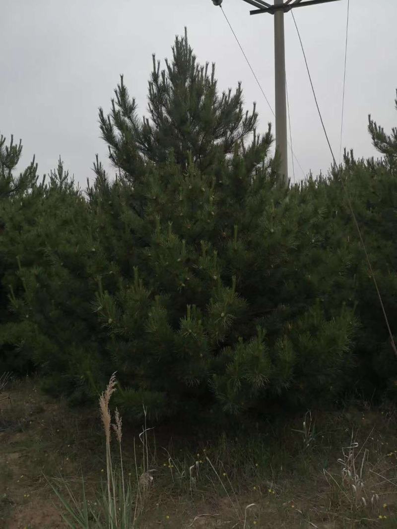 【油松】精品树占地树苗各种品质都有1——7米