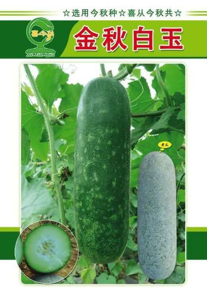 金秋白玉毛节瓜早熟抗病丰产