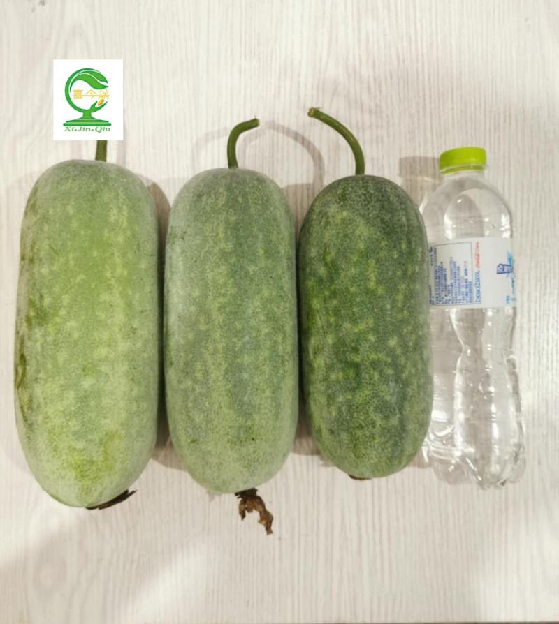 金秋白玉毛节瓜早熟抗病丰产