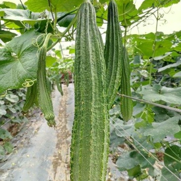 花花大肉甜丝瓜种子早熟肉厚纤维少抗病丰产