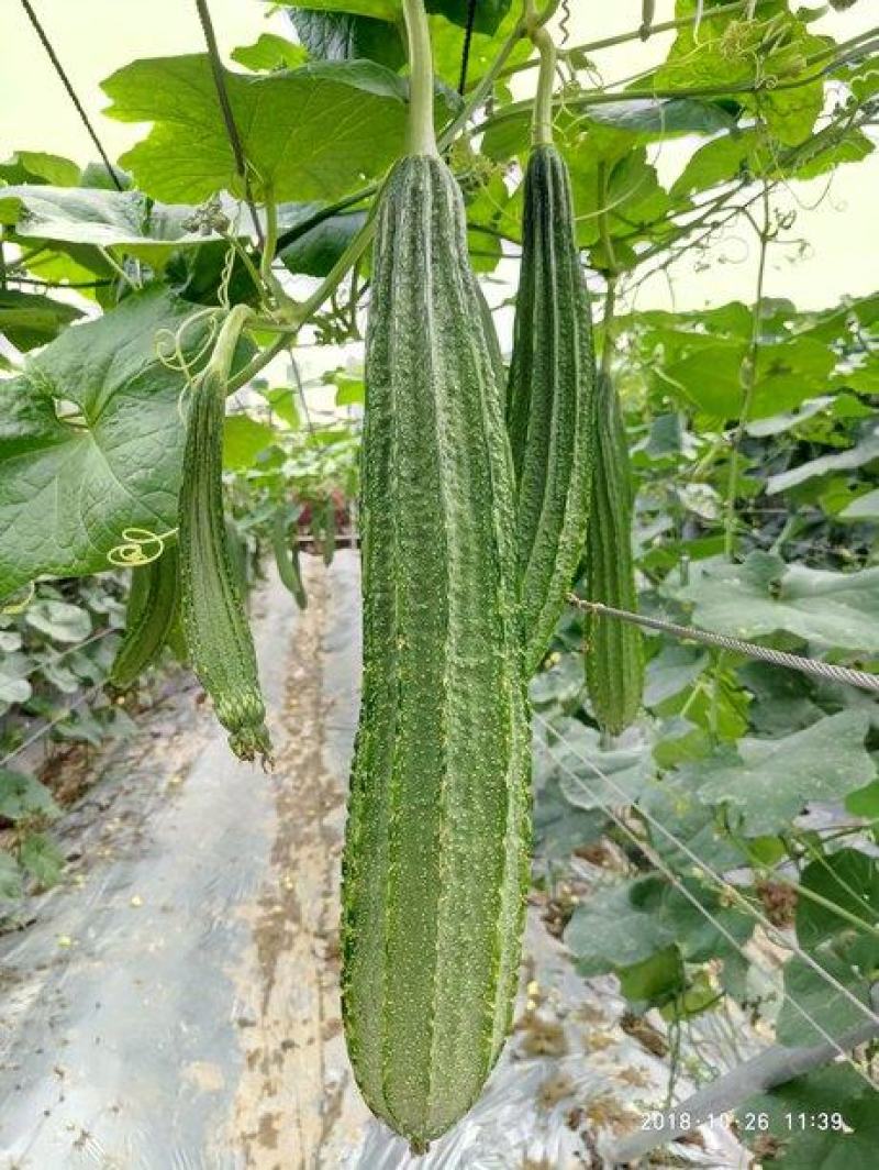 花花大肉甜丝瓜种子早熟肉厚纤维少抗病丰产