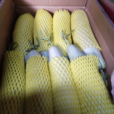 精品山东博洋61大量上市一级货源包熟包甜保质保量诚信合作